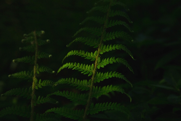 Tree forest branch plant Photo