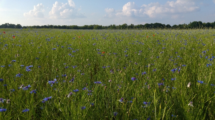 Foto Grama nuvem plantar campo