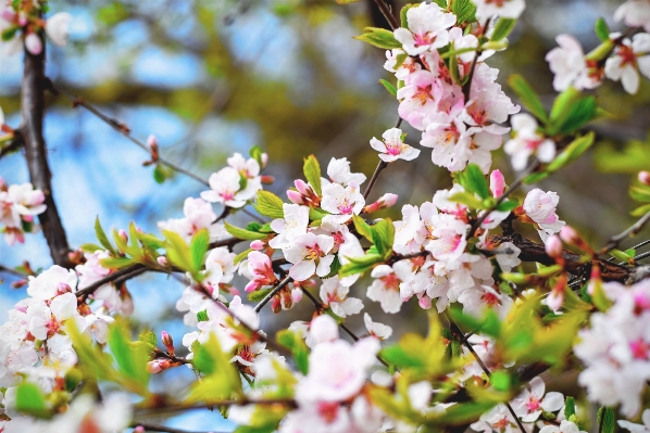 Tree branch blossom plant Photo