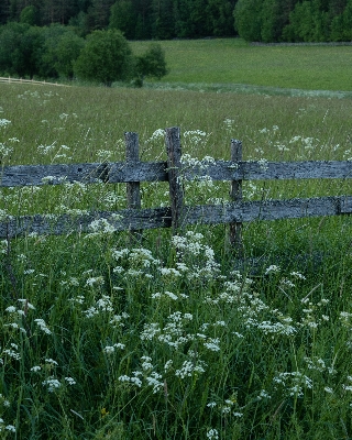 Grass marsh swamp plant Photo