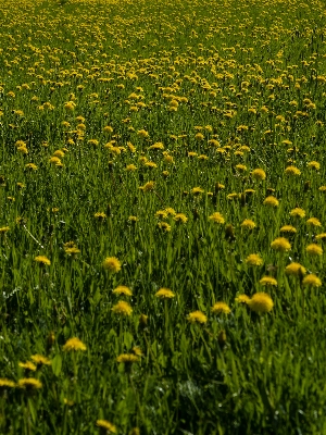 Grass plant field lawn Photo