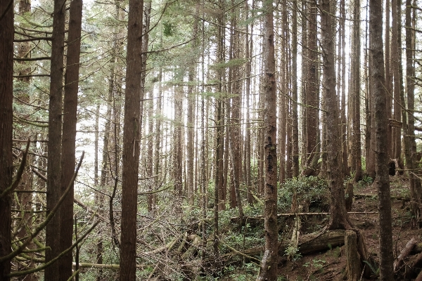 Tree forest swamp wilderness Photo