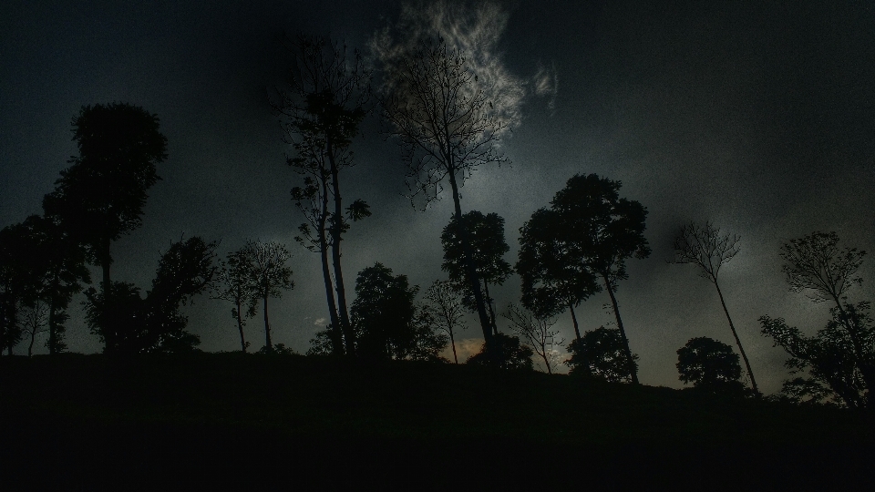 Baum natur wald wolke