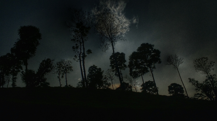 Tree nature forest cloud Photo