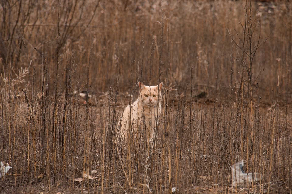 Wildnis
 holz prärie
 tierwelt