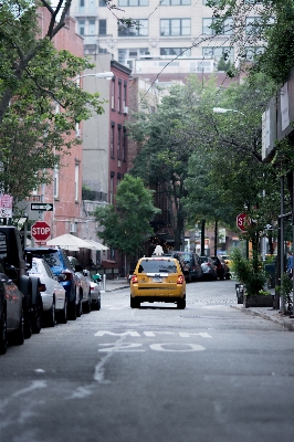 Tree pedestrian road traffic Photo