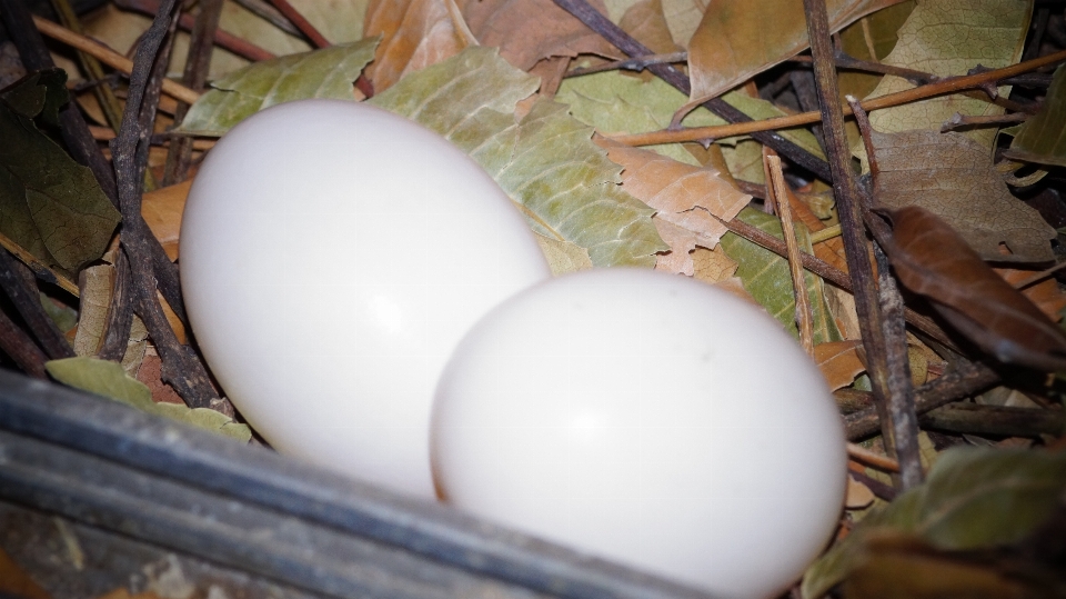 Telur sarang burung makanan