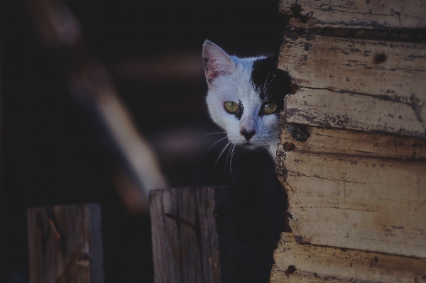 Photo Animal de compagnie chaton chat