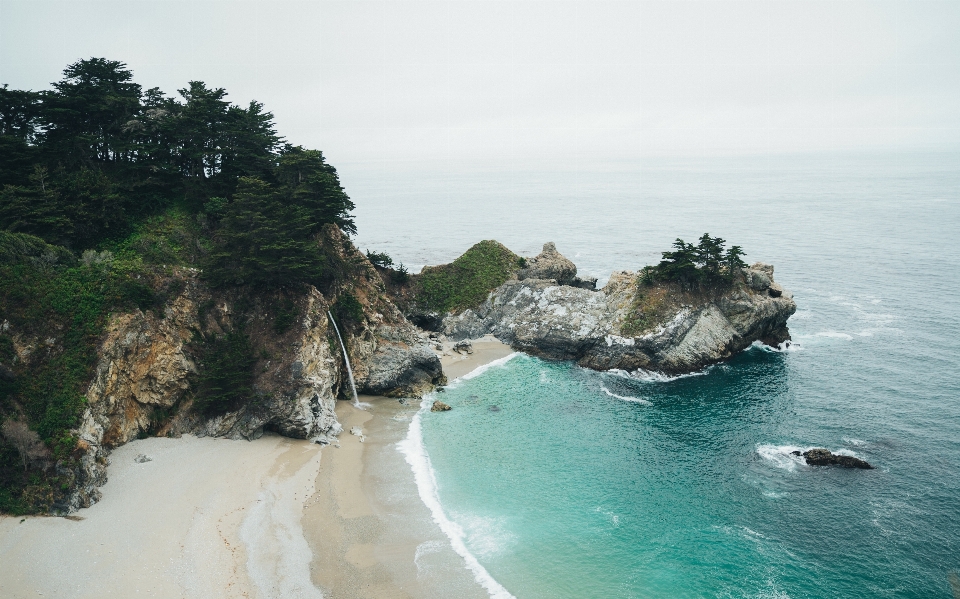 海滩 海 海岸 树