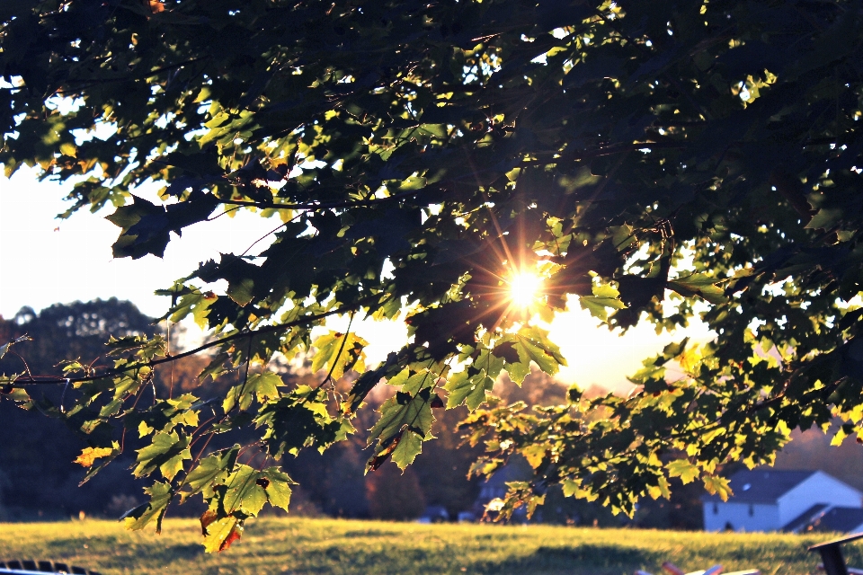 árbol naturaleza rama planta