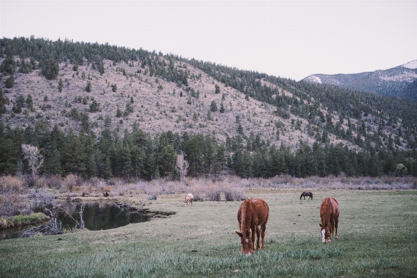 Tree wilderness mountain field Photo