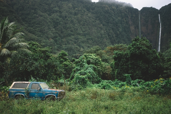 風景 木 森 滝 写真