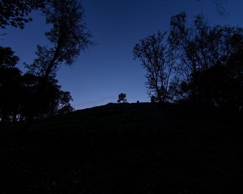 Baum natur wald berg Foto