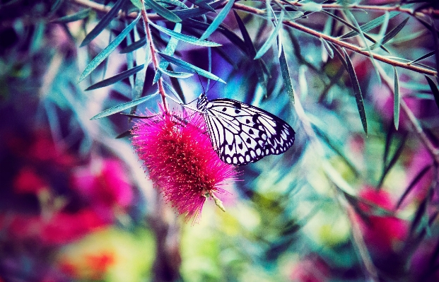 ブランチ 植物 写真撮影 花 写真