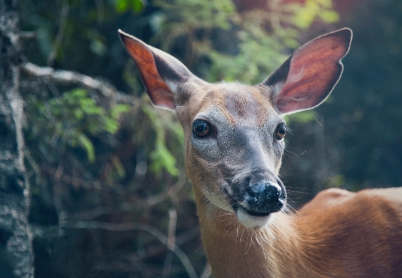 Tree animal wildlife deer Photo