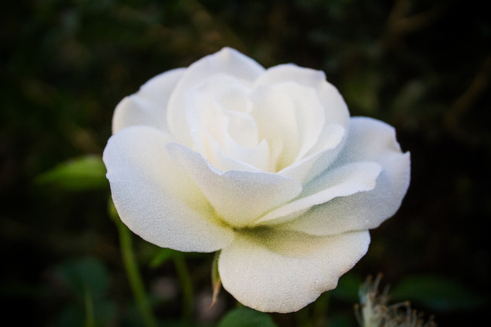 Fleurir usine blanc fleur