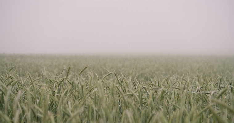 Grass horizon plant field Photo