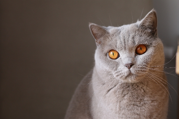 Foto Kucing mamalia bertulang belakang
 cambang
