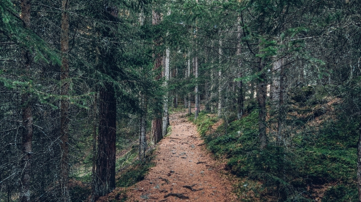 Ağaç orman yol el değmemiş doğa
 Fotoğraf