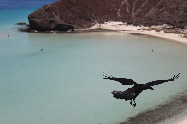 Sea ocean bird wing Photo