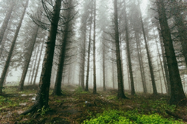 Ağaç orman el değmemiş doğa
 dal Fotoğraf