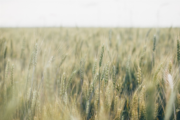 Grass plant field meadow Photo