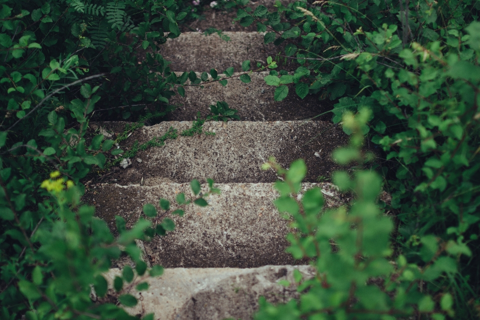 Bosque césped planta escalera