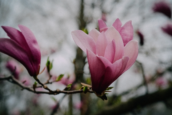 Branch blossom plant flower Photo