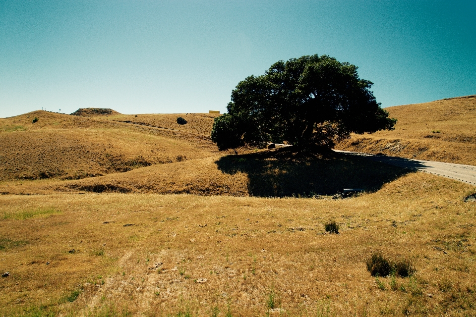 Paisaje costa árbol naturaleza