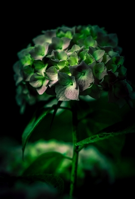 Light plant sunlight leaf Photo