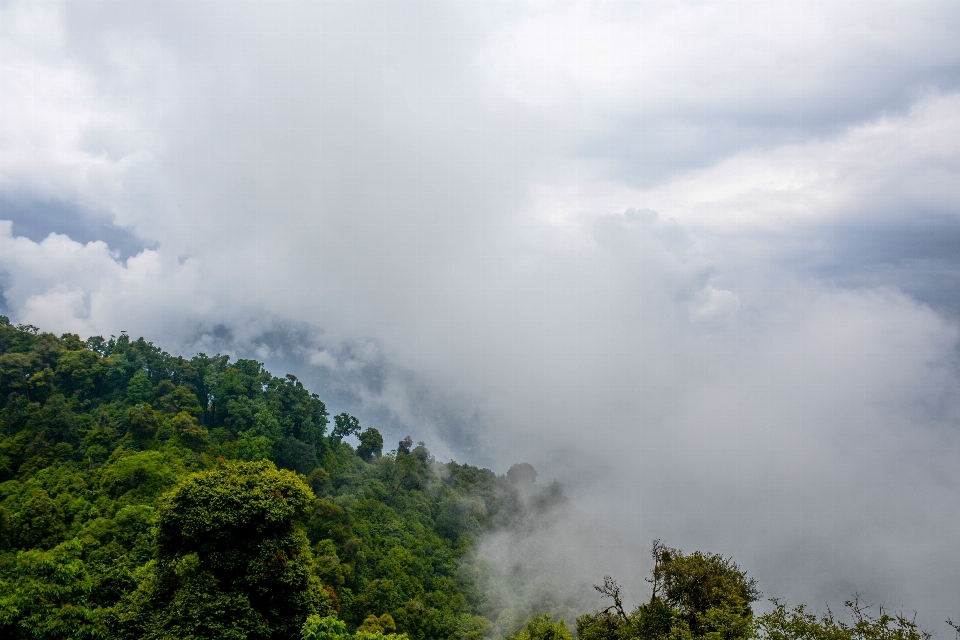 Natur wald berg wolke