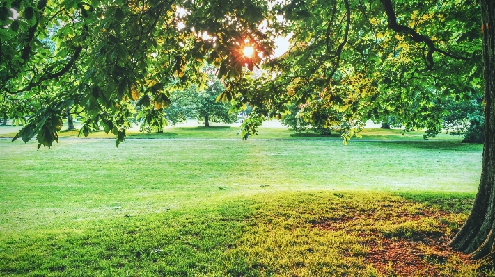 Tree forest grass plant Photo