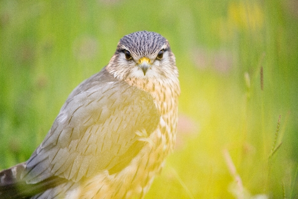 Nature grass branch bird Photo