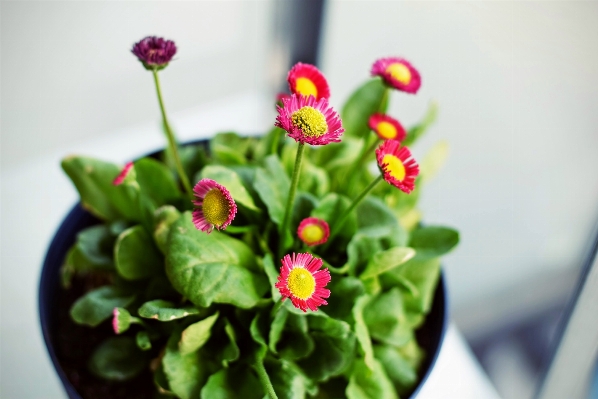 Plant leaf flower petal Photo