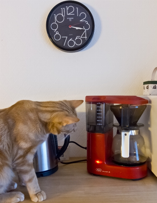 Kaffee katze haustiere katzen