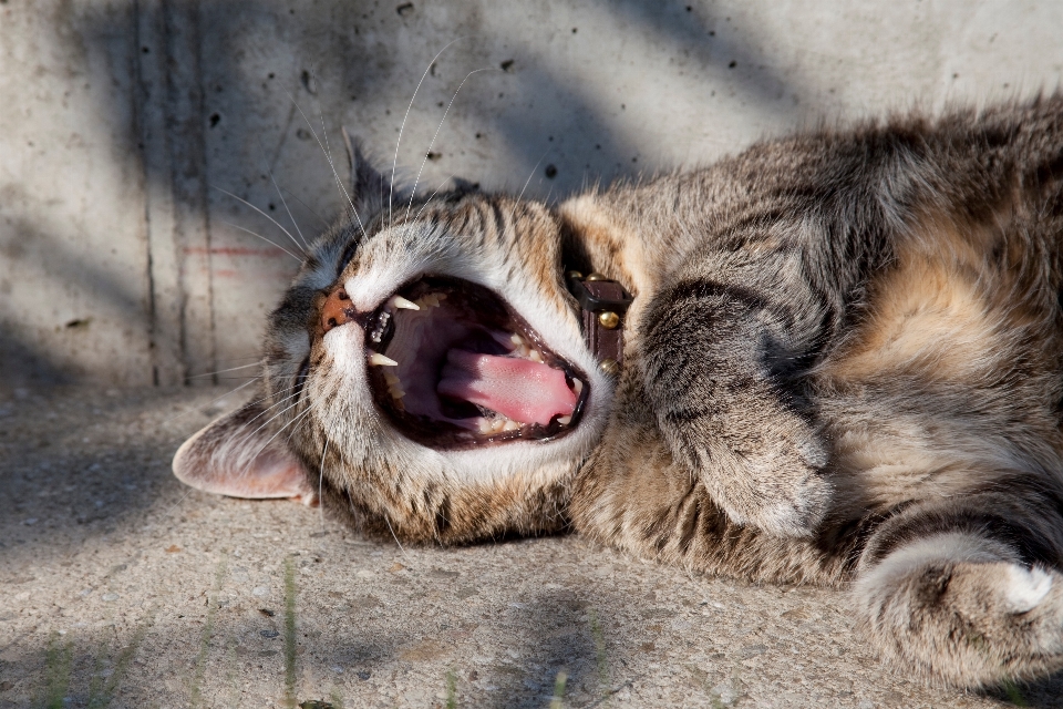 Animali selvatici pelliccia gatto mammifero