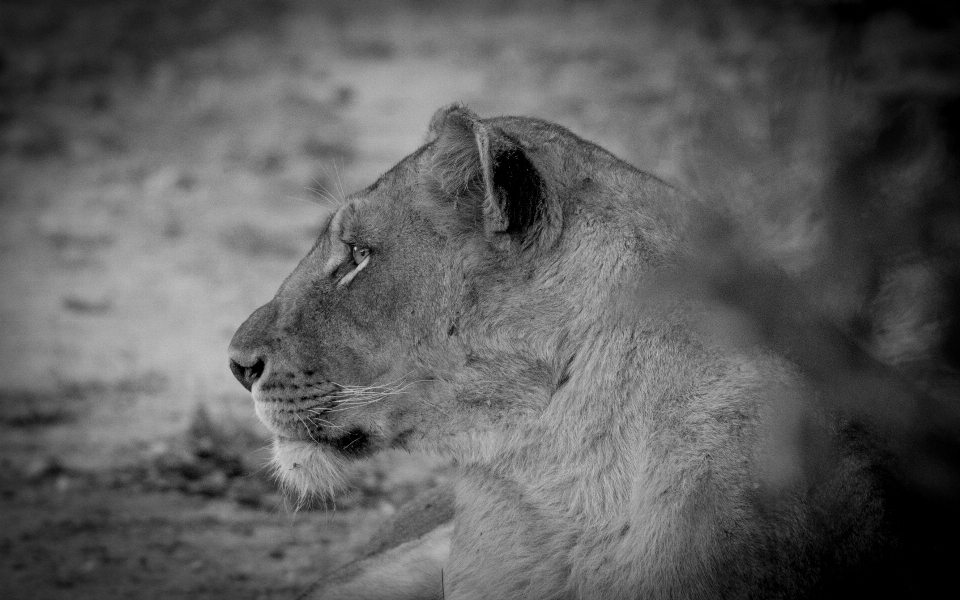 Bianco e nero
 fotografia animali selvatici