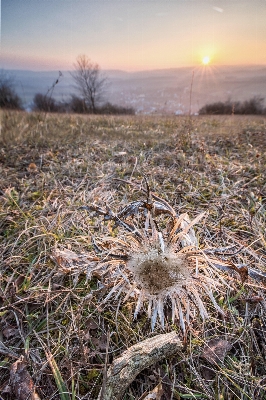 Foto Paisagem árvore natureza grama