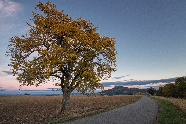 Foto Paisagem árvore natureza plantar