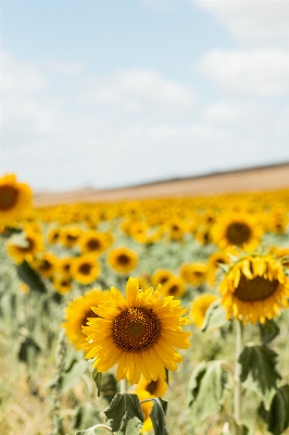 Anlage feld prärie
 blume Foto