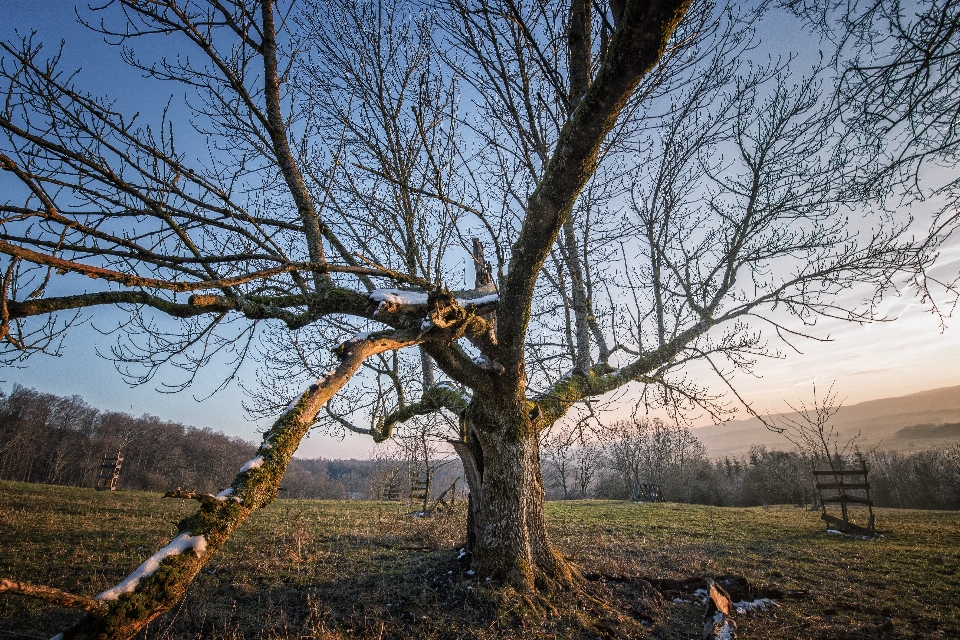 Paysage arbre nature forêt