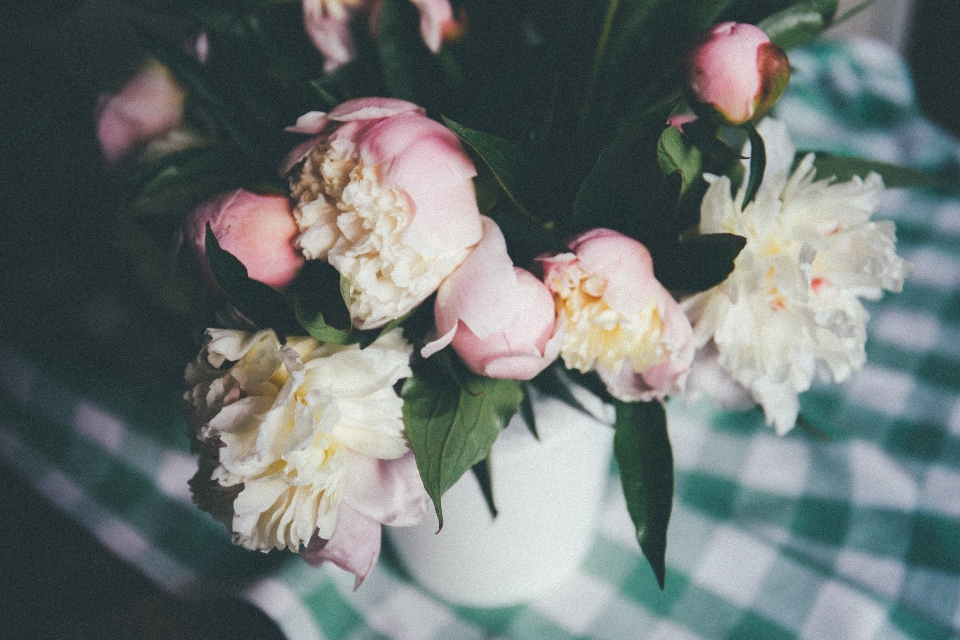 ブランチ 花 植物 花弁