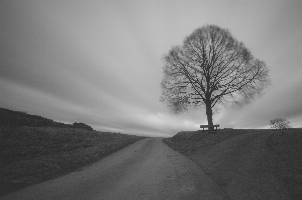 Tree nature horizon snow Photo