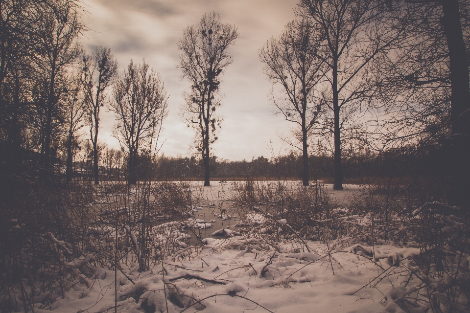 Paysage arbre nature forêt