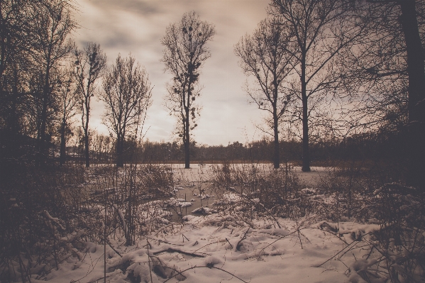 Landscape tree nature forest Photo