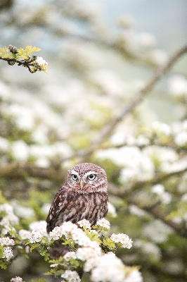 Tree nature branch blossom Photo