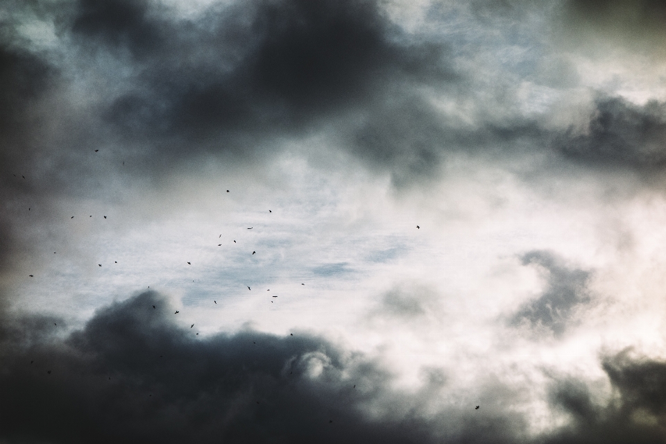 Pájaro nube cielo luz de sol