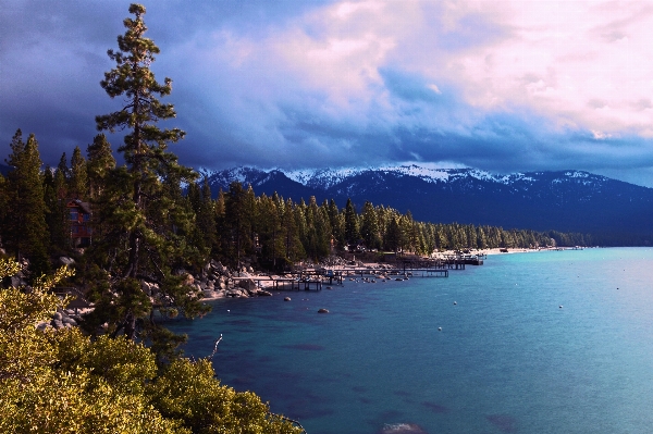 景观 海 海岸 树 照片