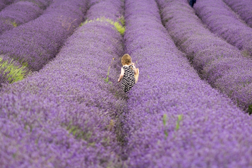 Plant flower purple flora