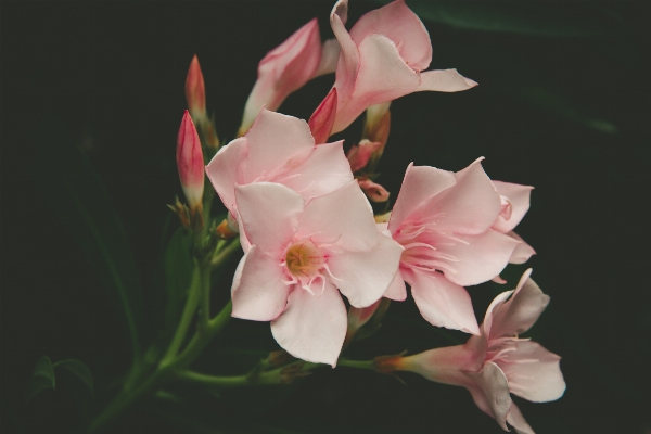 Blossom plant photography stem Photo